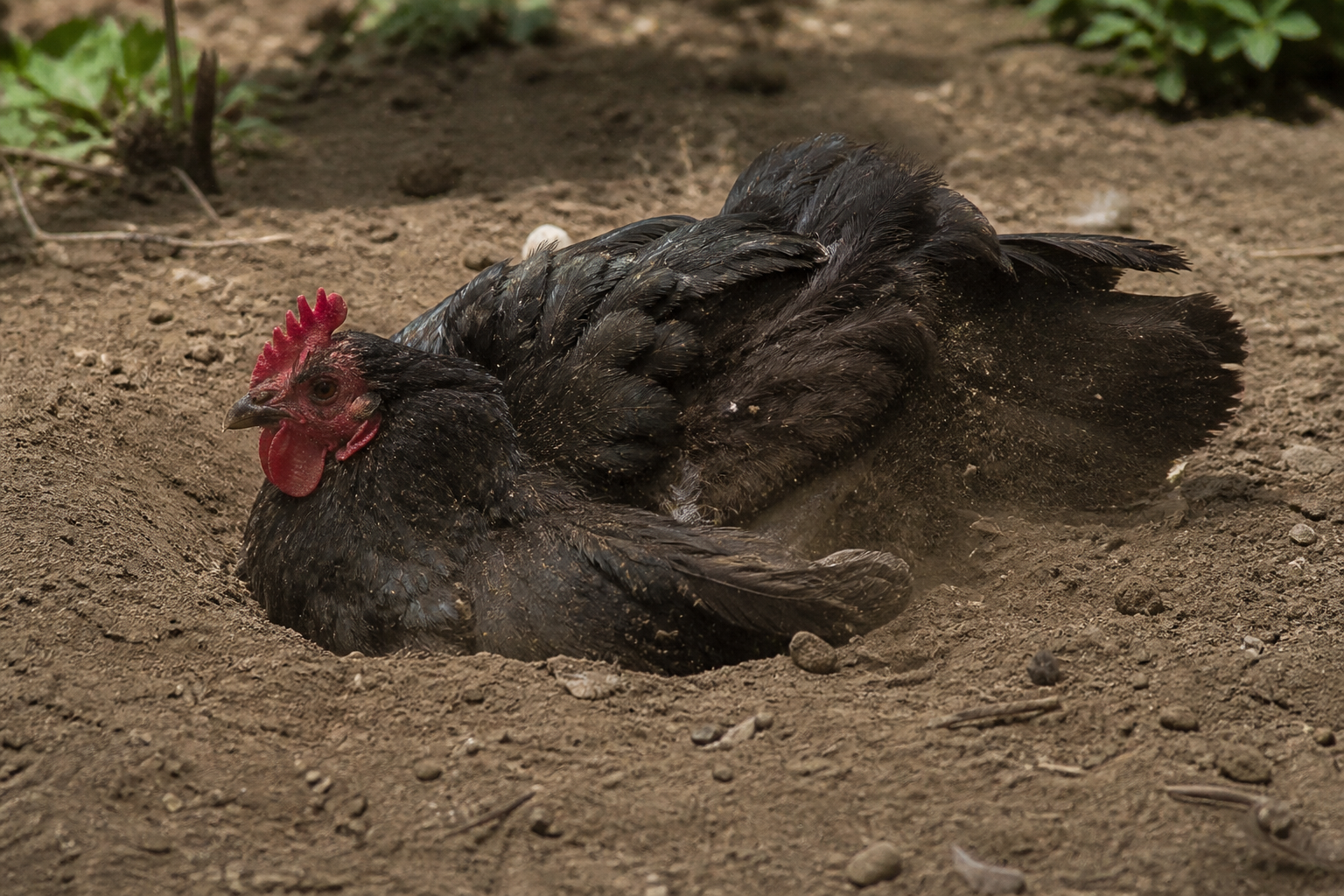 How to Give a Chicken a Dust Bath