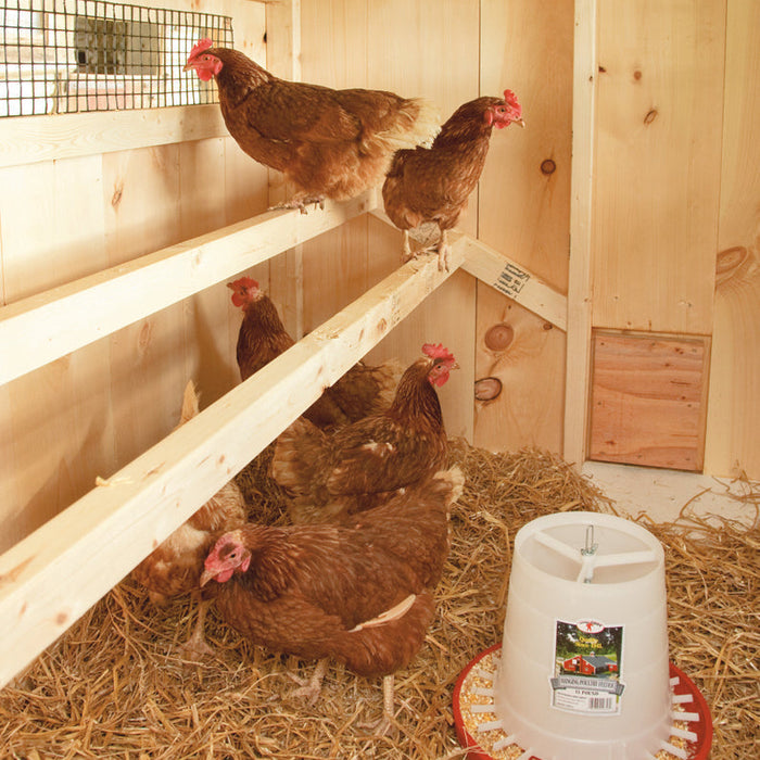 Backyard Chickens 101: What You Actually Need to Get Started