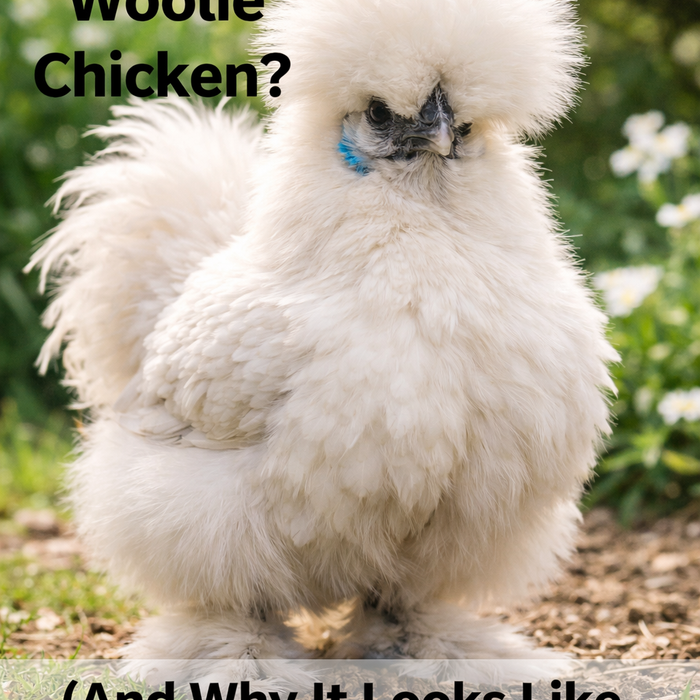 What Is a Woolie Chicken? (And Why They Look Like Walking Pom-Poms)
