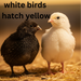 Black and White Edition Quail hatching eggs birds