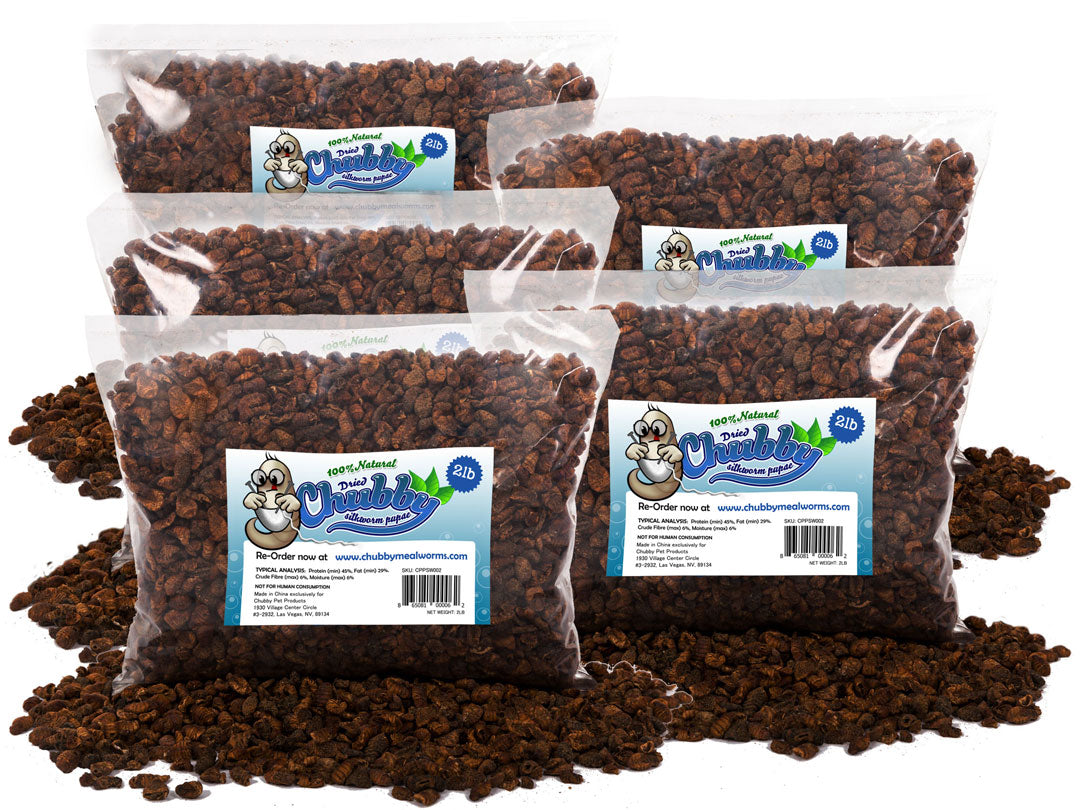 10Lbs Chubby Dried Silkworm Pupae