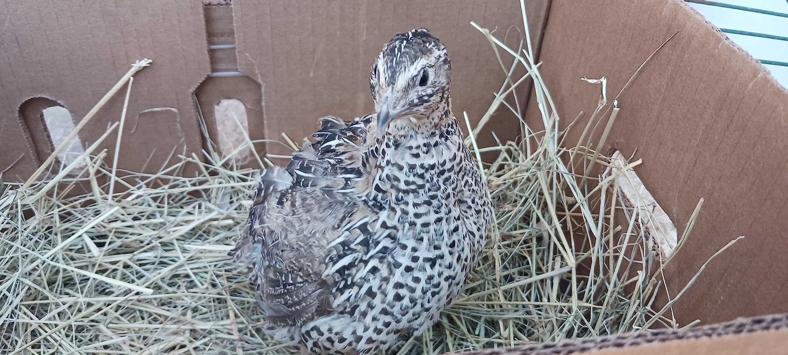 Falb-Fee Quail Hatching Eggs side