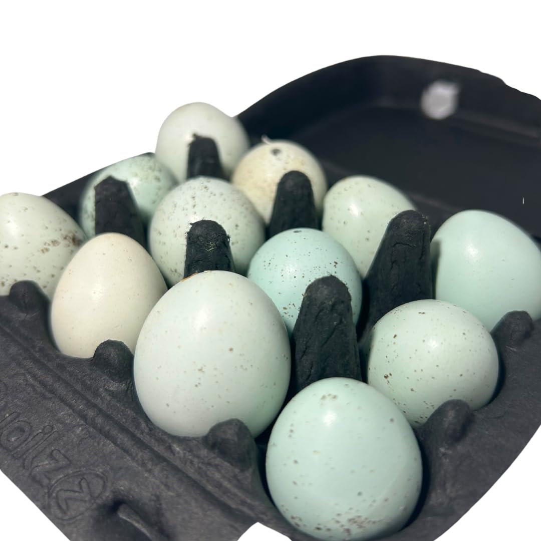 12 Hollowed Celadon Quail Eggs