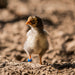 12 mm plastic leg rings for bird identification and breeding records