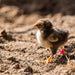12 mm plastic poultry leg bands with zip-style fastening