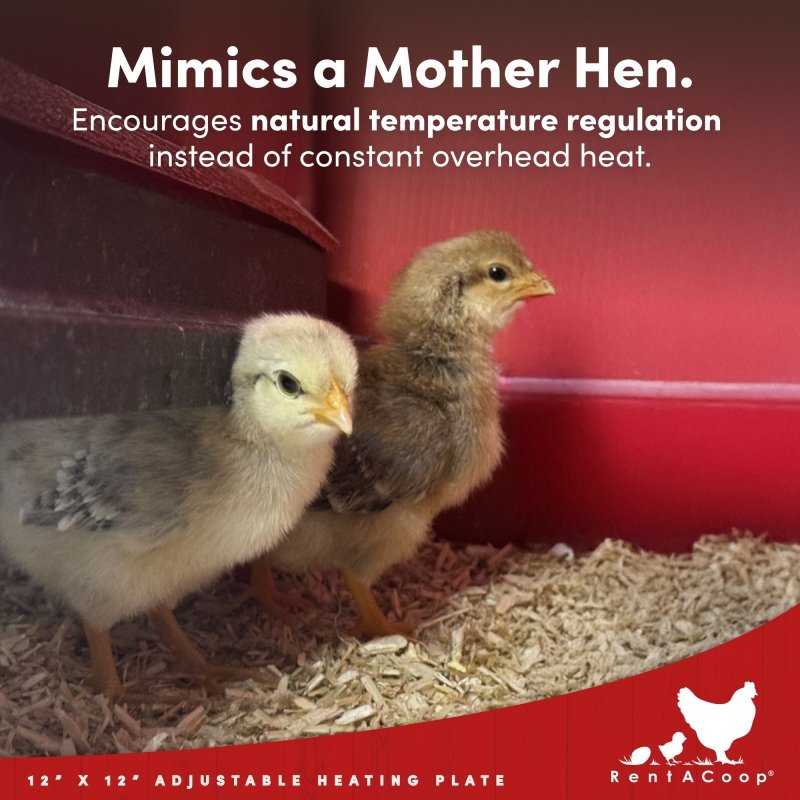RentACoop 12x12” Adjustable Heating Plate with Bonus Foldable Anti-Roost Cone for up to 20 Chicks