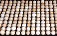 154-egg partridge incubation tray compatible with Cimuka T-Series incubators.