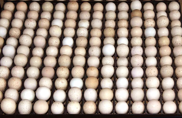 154-egg partridge incubation tray compatible with Cimuka T-Series incubators.