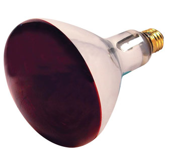 HEAT LAMP R40 INFRARED REFLECTOR 250W RED main image