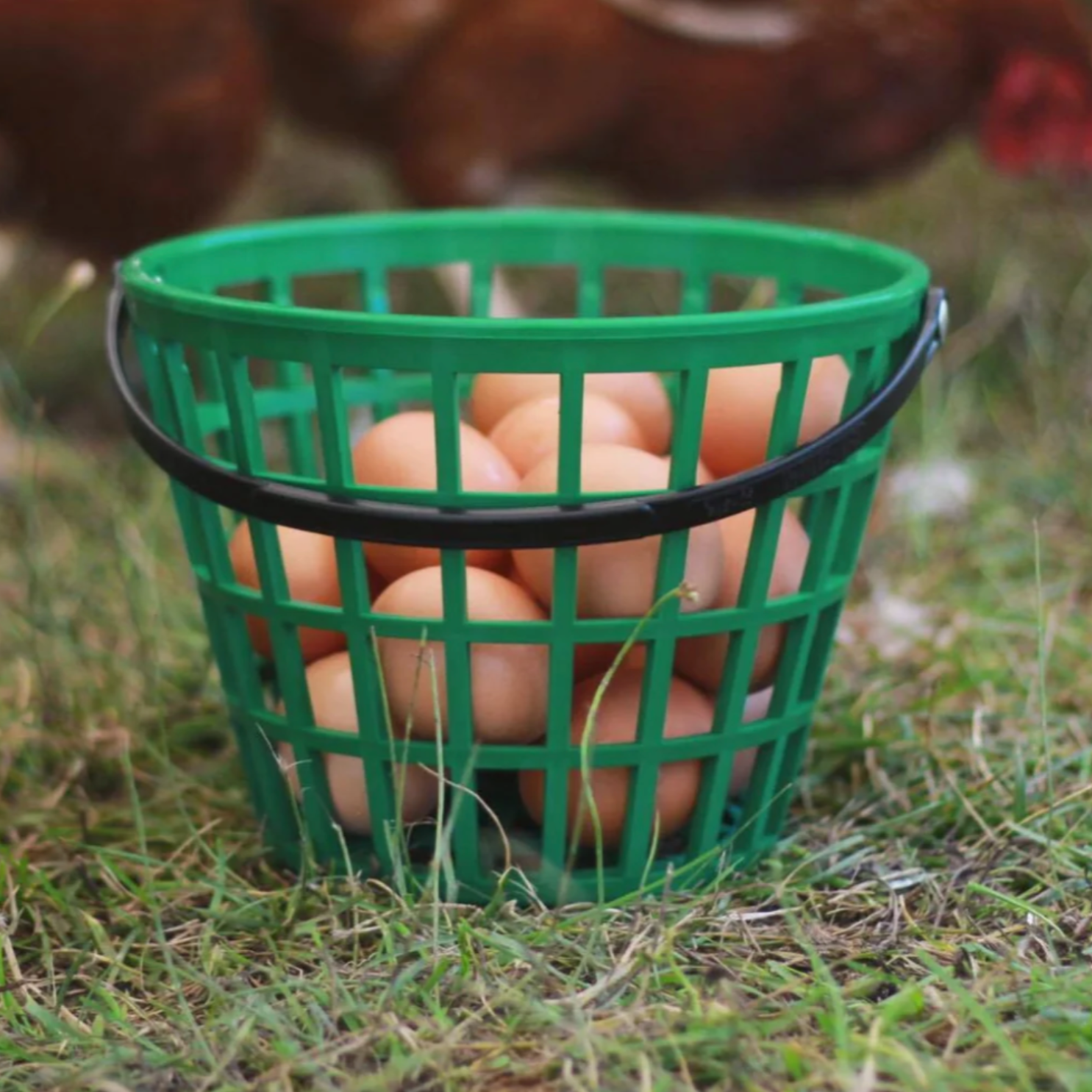 HenGear EZ-Gather Egg Basket | Small or Large