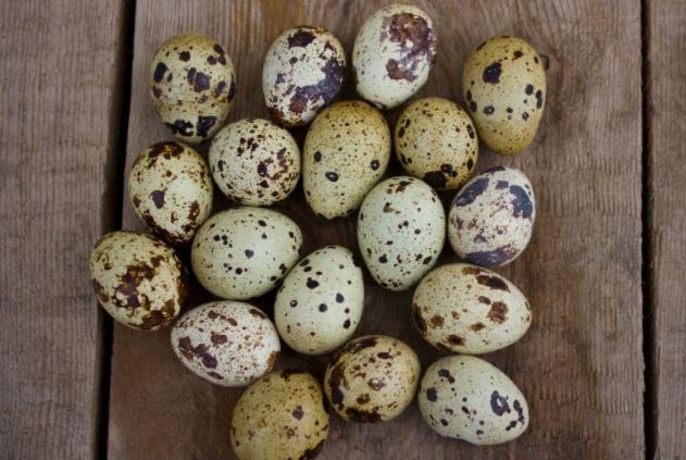 Jumbo Coturnix Quail Hatching Eggs — Brown/Wild Type