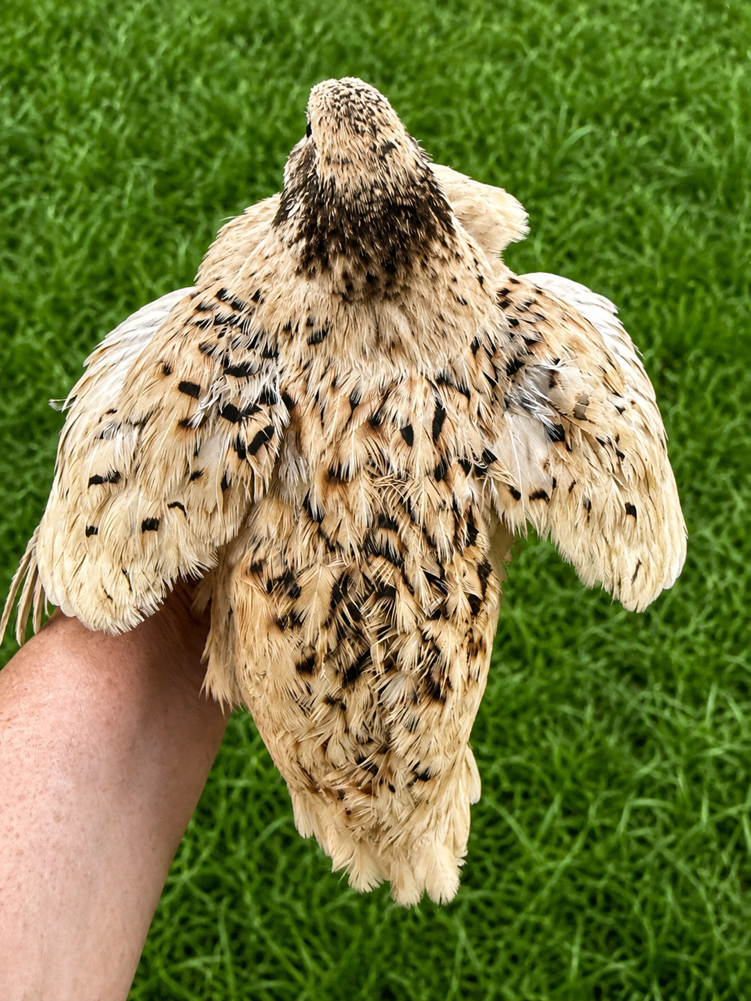 Hen's Choice Jumbo Coturnix Hatching Eggs
