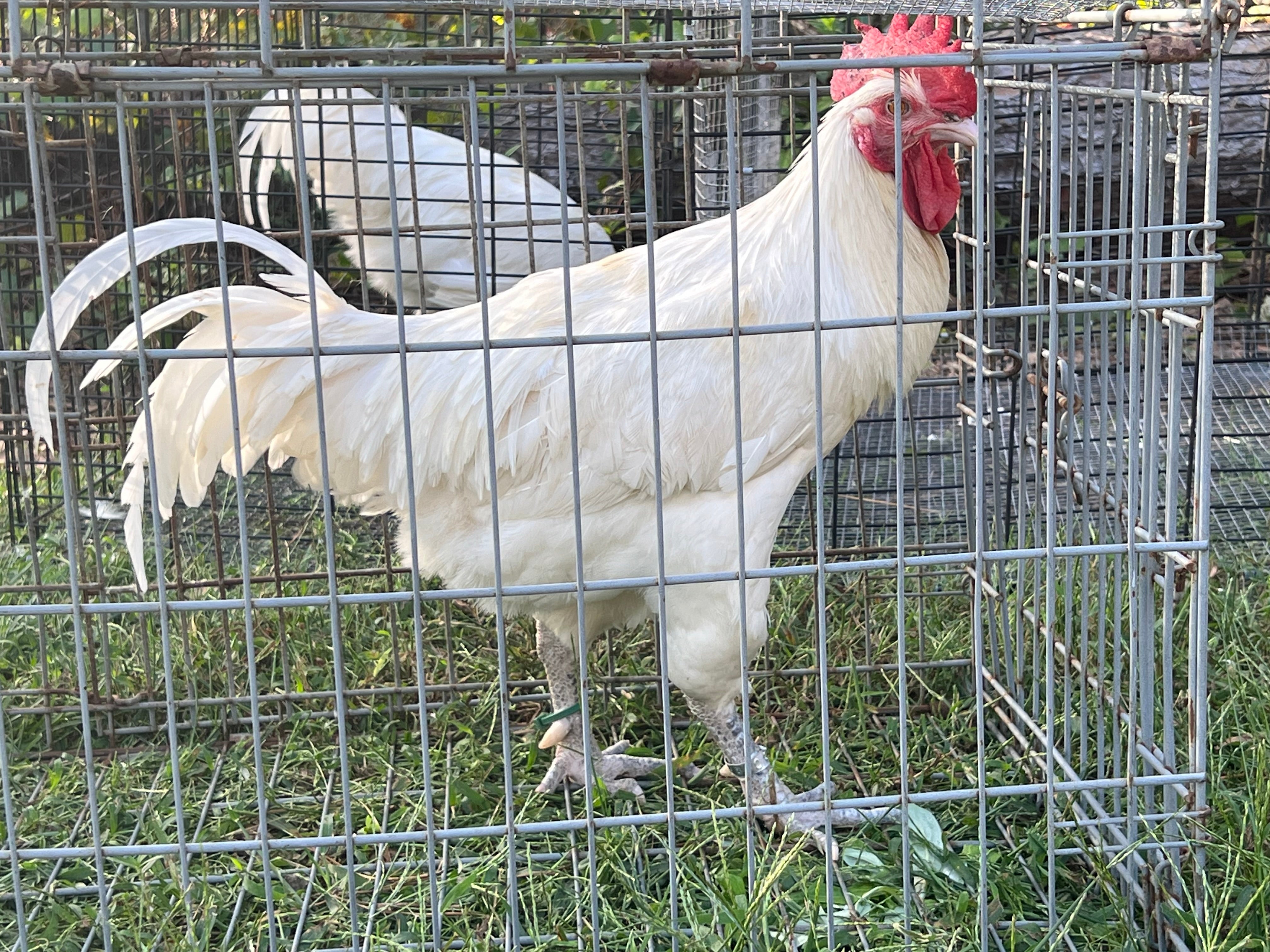 North Star Farms - White American Bresse – North Star Line- "JENN'S GEMS" Group