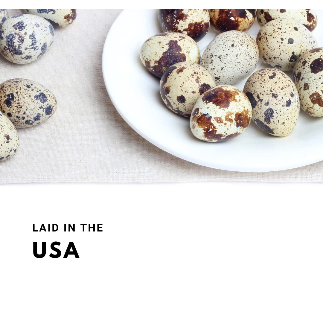 Fertile Quail Hatching Eggs - Mixed Variety