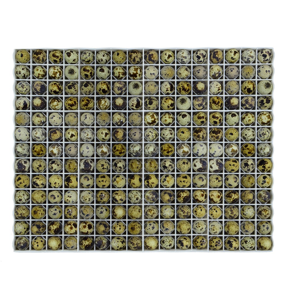 208-quail-egg plastic incubation tray compatible with Cimuka T-Series incubators.