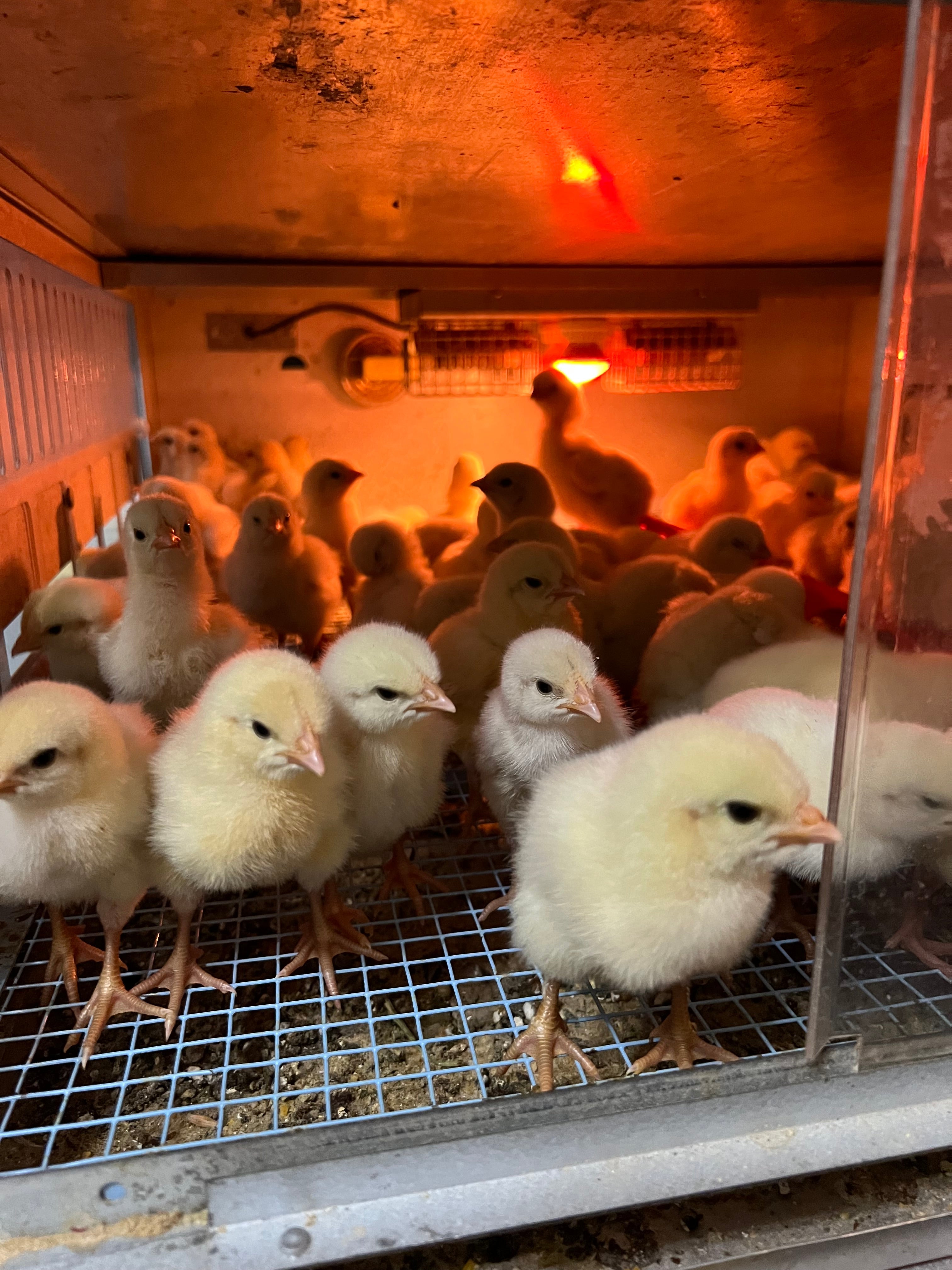 North Star Farms North Star Gauloise - The New AMERICAN BRESSE - 10 Count Box of "Abigail's Crystal Foot" Group