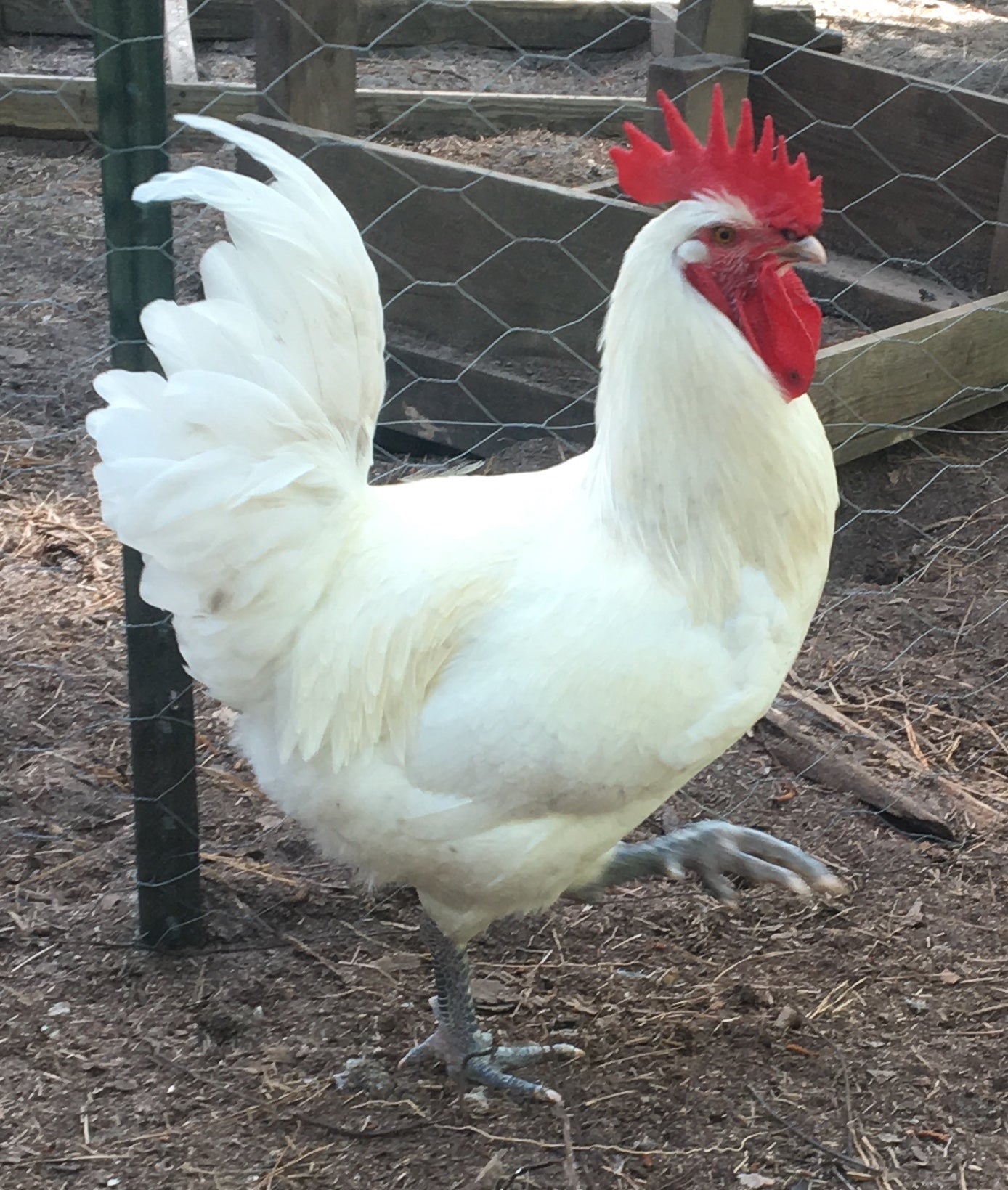 North Star Farms - White American Bresse – North Star Line- "JENN'S GEMS" Group