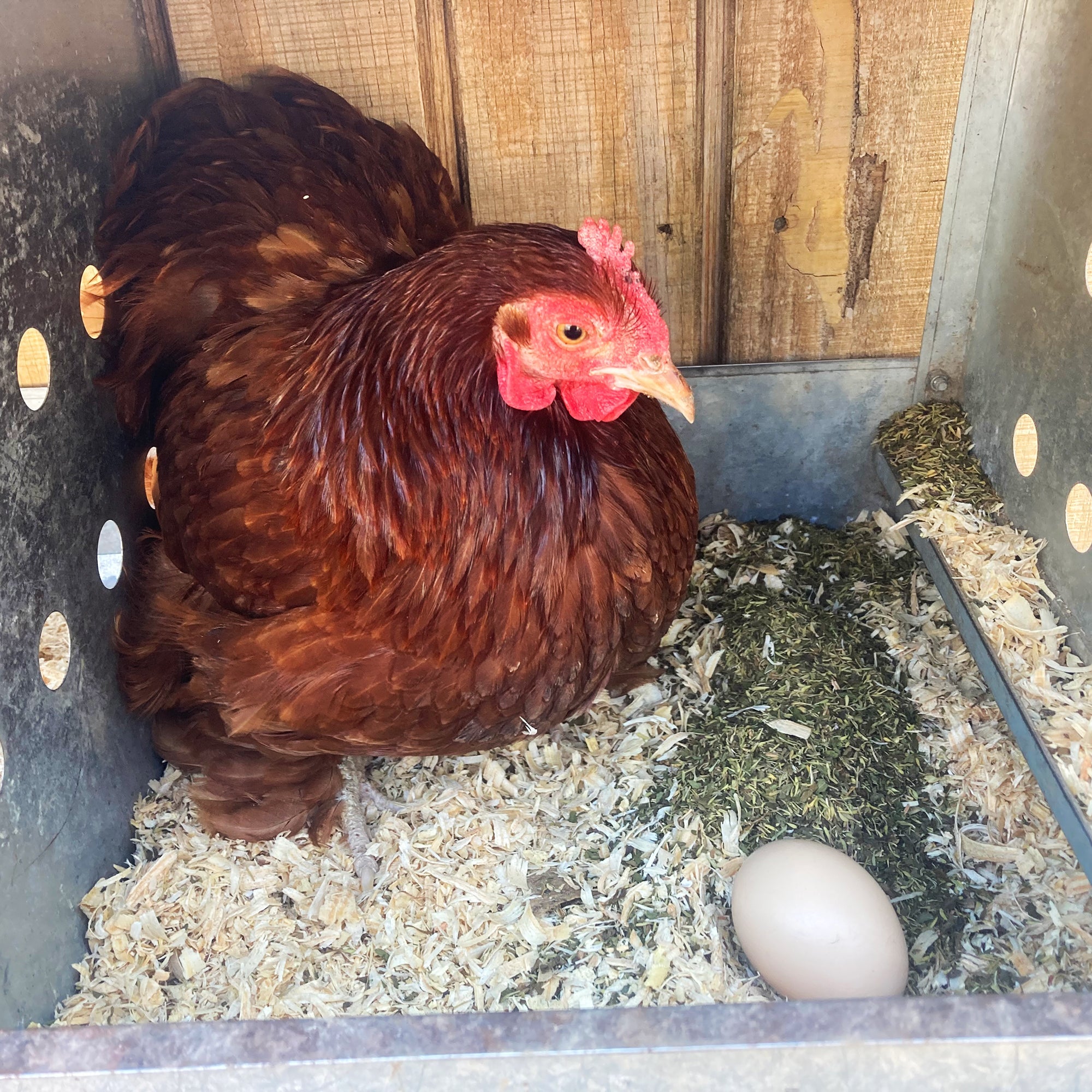 Pampered Chicken Mama MitesBGone Herbal Blend For Nesting Boxes Or Dust Baths To Repel Mites