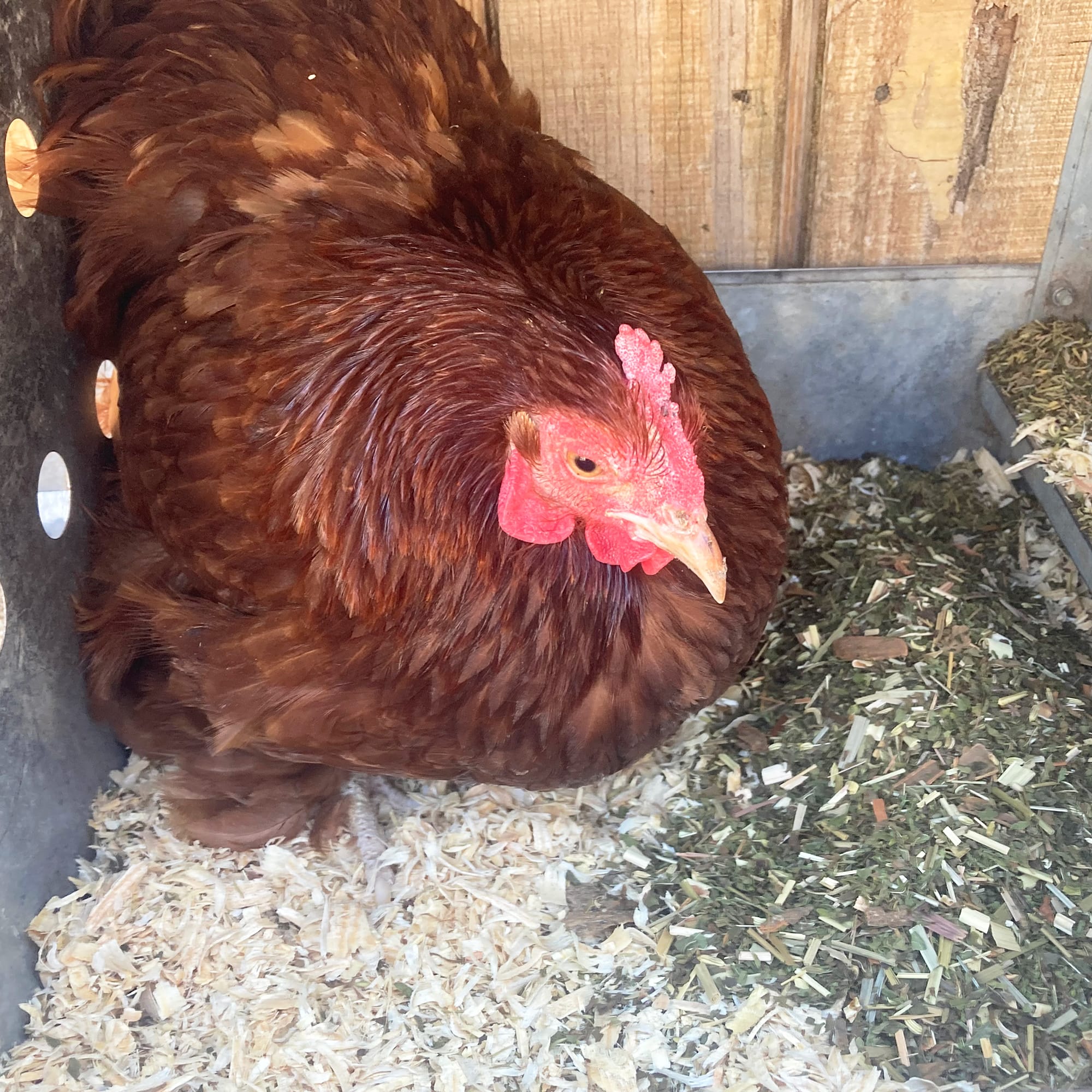 Pampered Chicken Mama PestsBGone for Keeping Chicken Coops Pest Free! All Natural & Safe [Repel Flies, Mosquitoes, Gnats, & More]