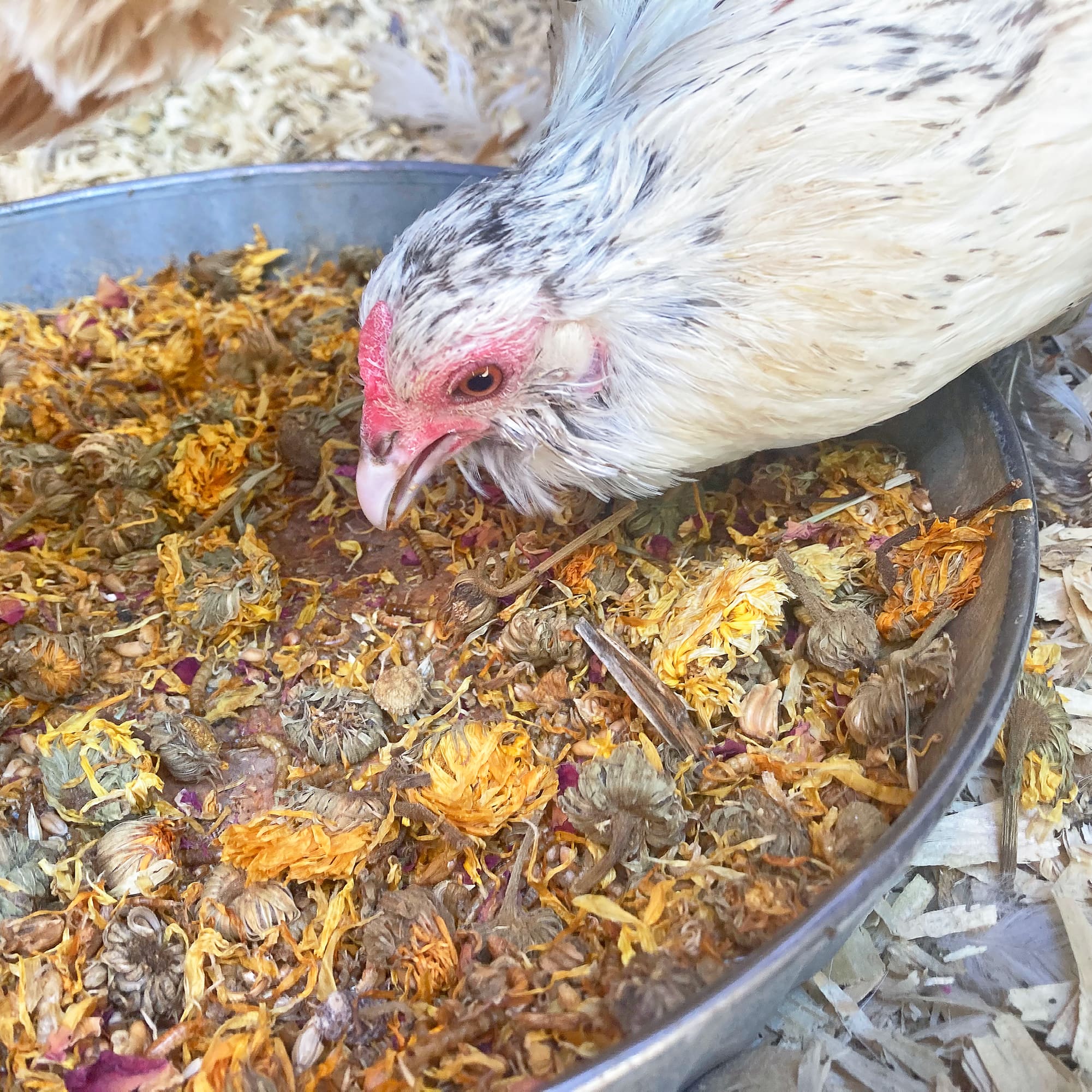Pampered Chicken Mama PowerHen (TM) High Protein Treat With Mealworms, Black Soldier Fly Larvae, & Herbs For Backyard Chickens
