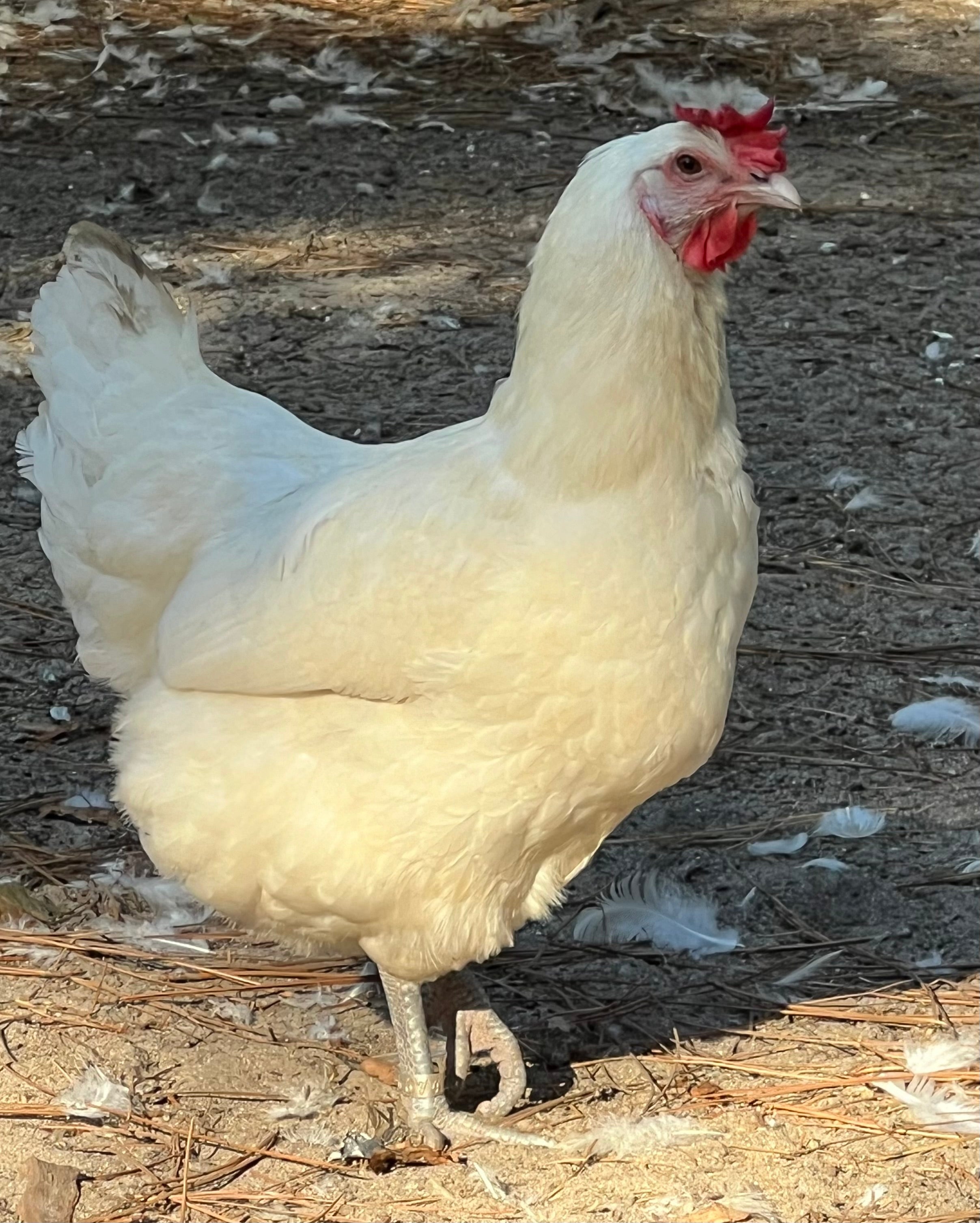 North Star Farms - White American Bresse – North Star Line- "JENN'S GEMS" Group