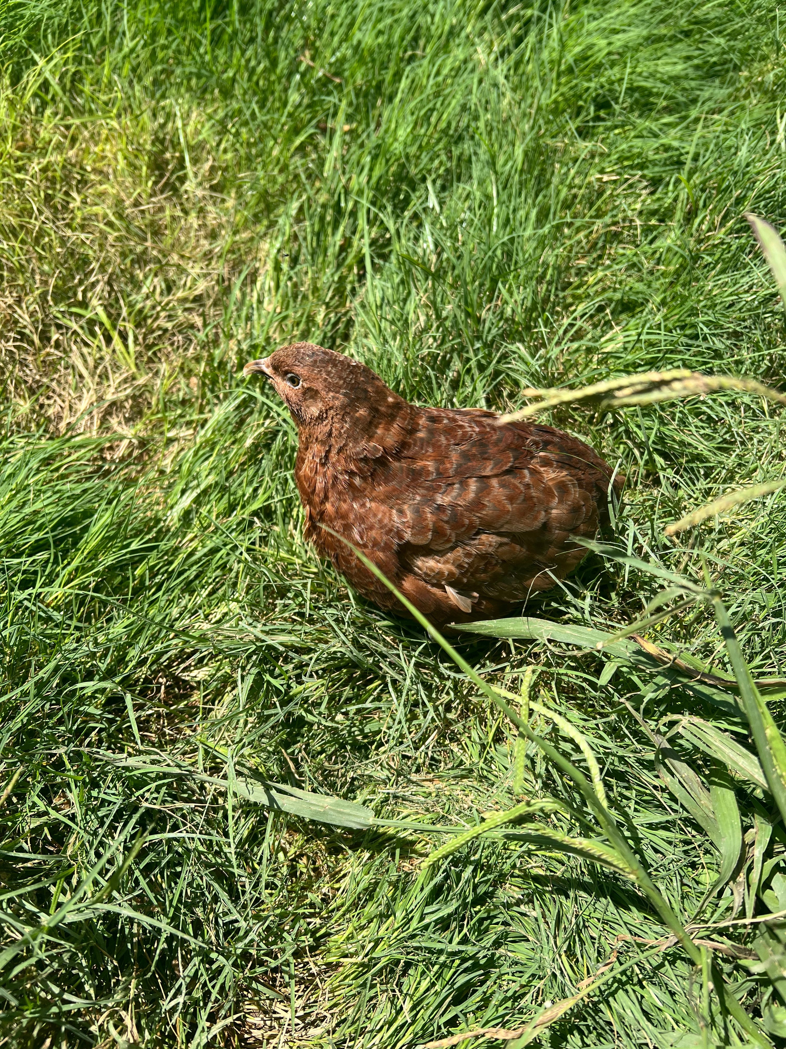Red Range Coturnix Quail Hatching Eggs