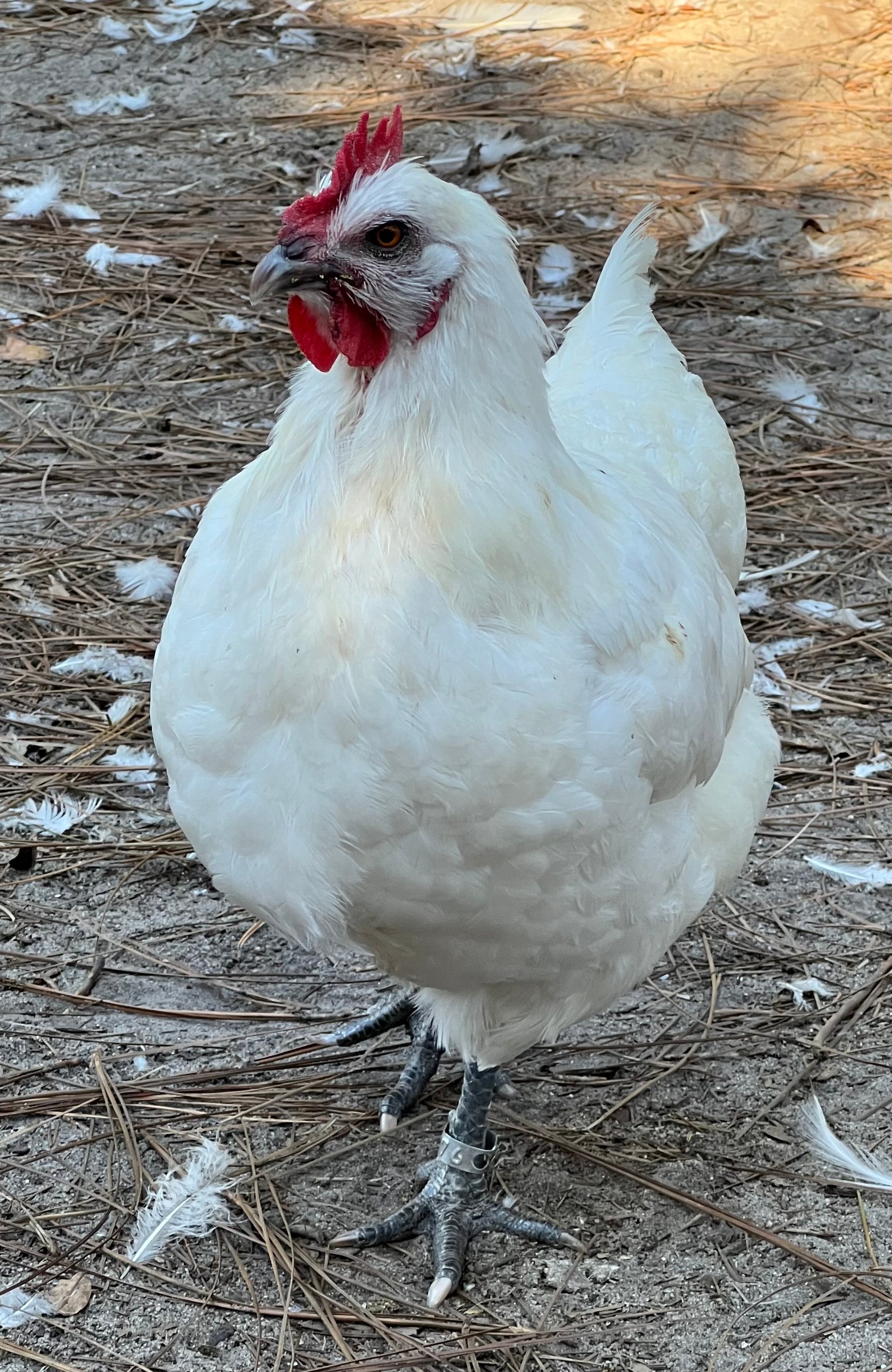 North Star Farms - White American Bresse – North Star Line- "JENN'S GEMS" Group