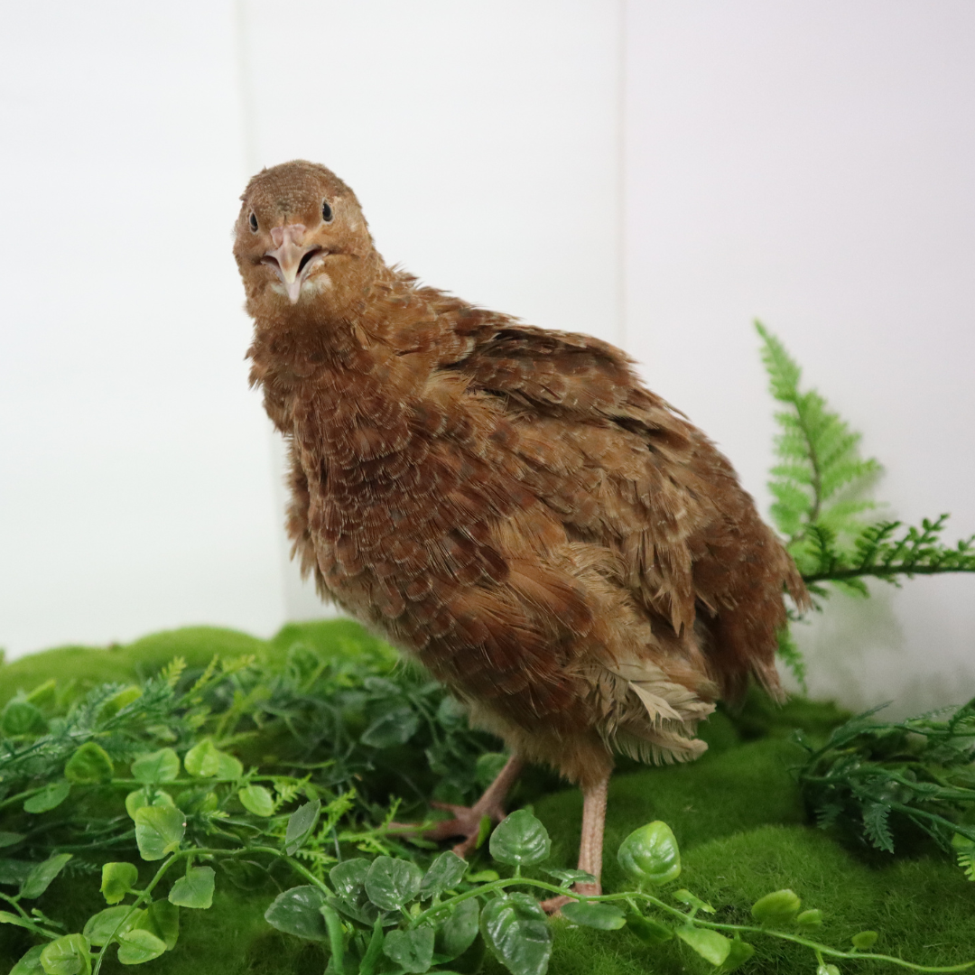 Fertile Quail Eggs – Choose Your Variety
