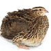 36 Quail Eggs for Hatching - Fertile Coturnix Selection Hens Choice side view
