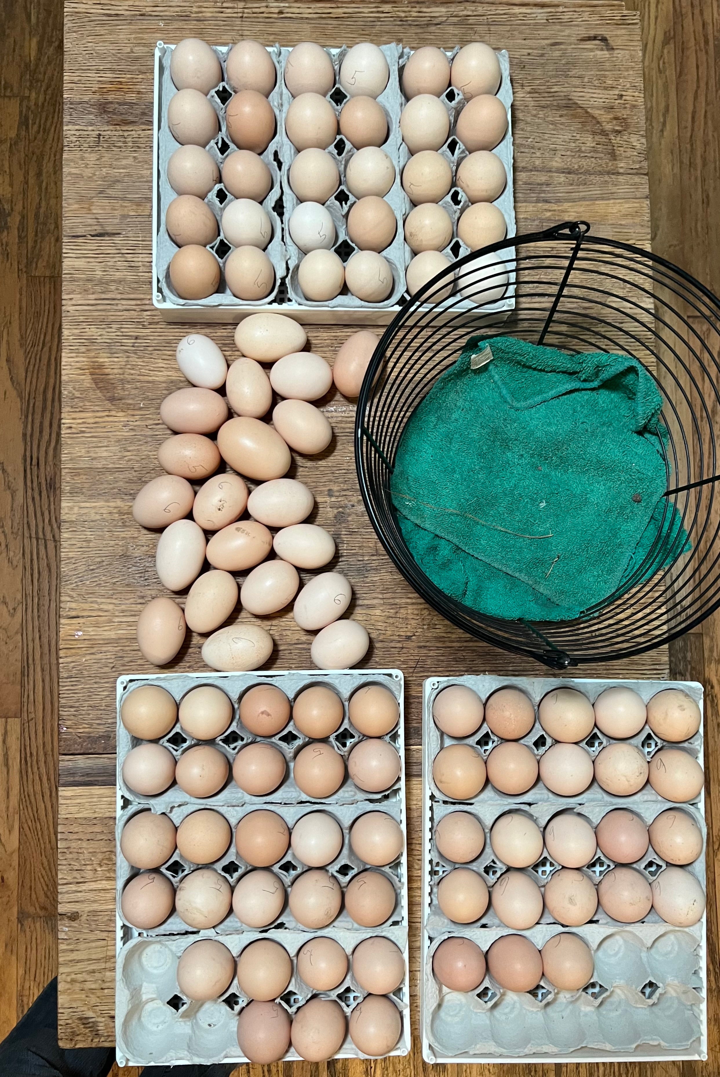 North Star Farms North Star Gauloise - The New AMERICAN BRESSE - 10 Count Box of "Abigail's Crystal Foot" Group