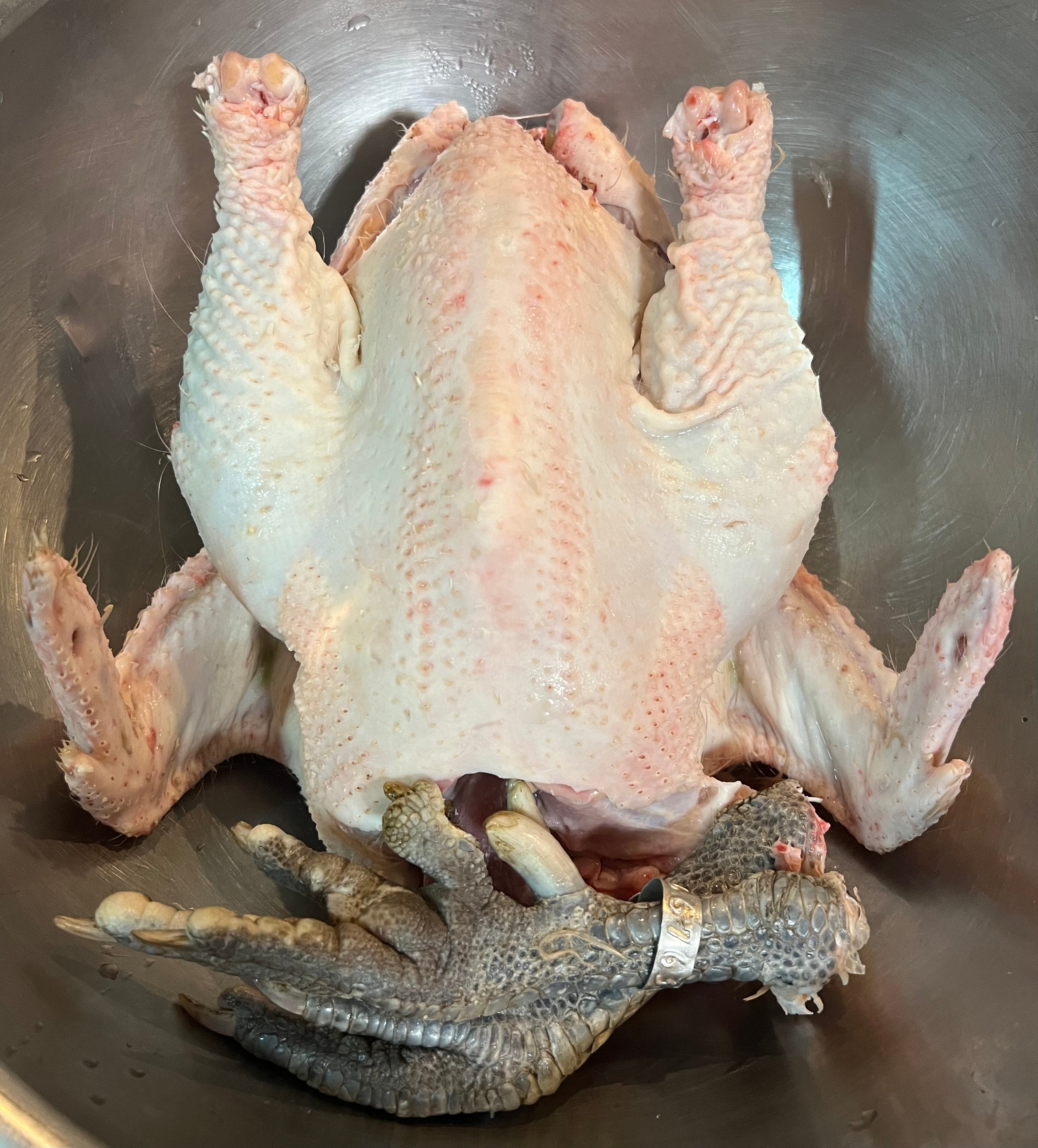 North Star Farms - White American Bresse – North Star Line- "JENN'S GEMS" Group