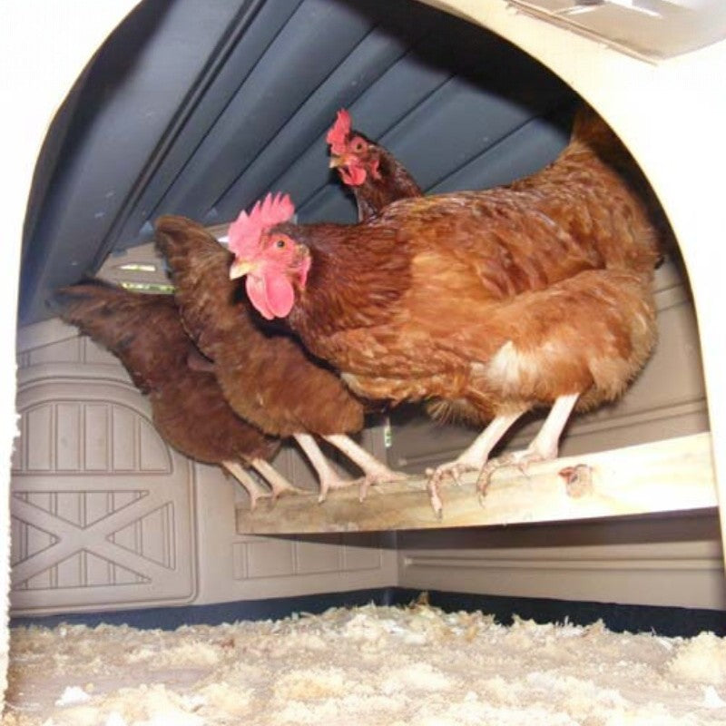 Snaplock by Formex Standard Chicken Coop 4 Chickens