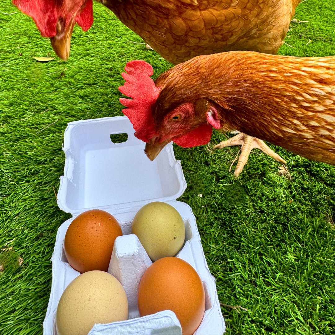 "Just Got Laid" 4-Egg Carton with chicken