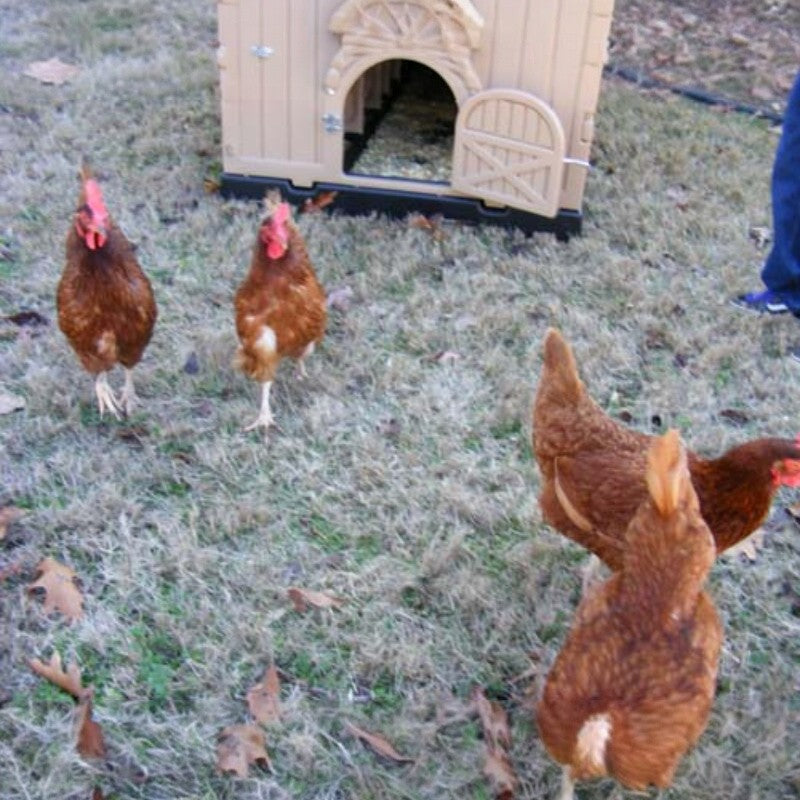 Snaplock by Formex Standard Chicken Coop 4 Chickens