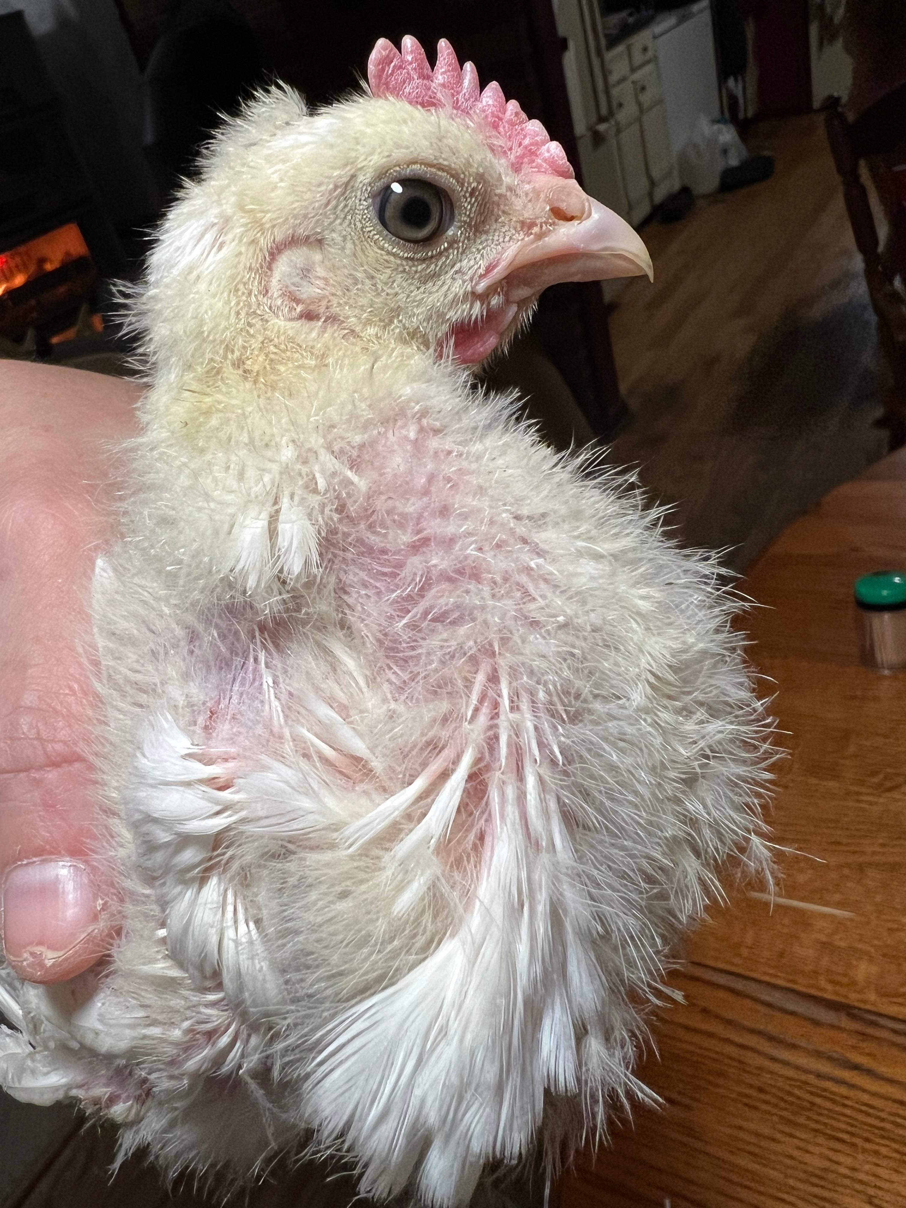 North Star Farms - White American Bresse – North Star Line- "JENN'S GEMS" Group