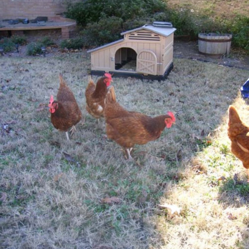 Snaplock by Formex Standard Chicken Coop 4 Chickens