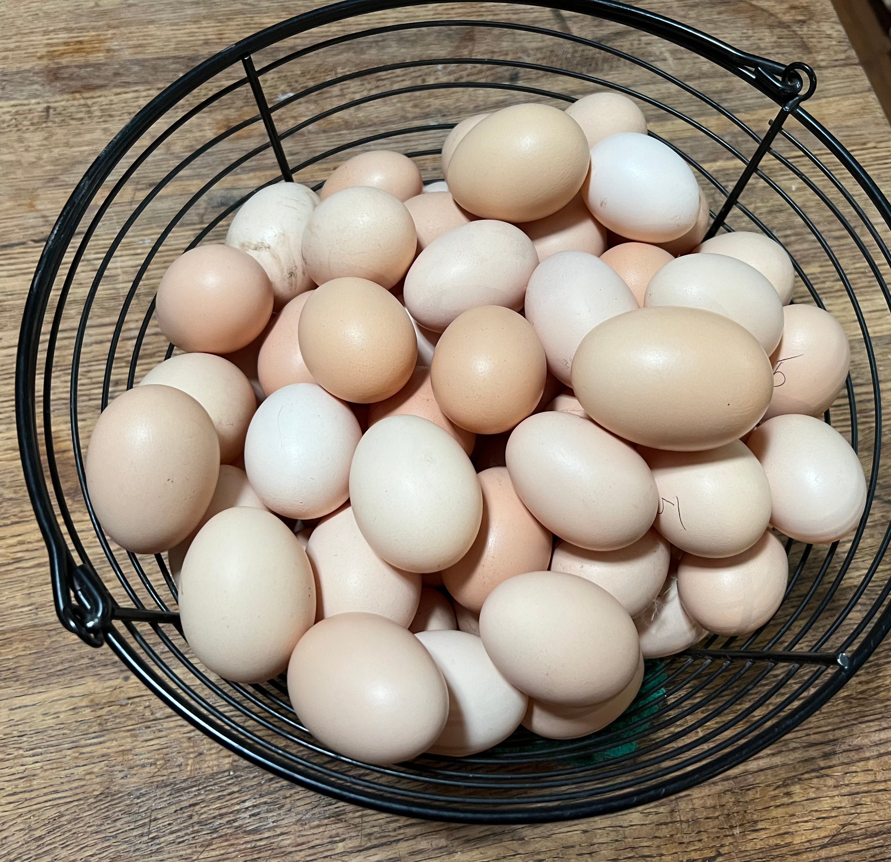 North Star Farms - White American Bresse – North Star Line- "JENN'S GEMS" Group