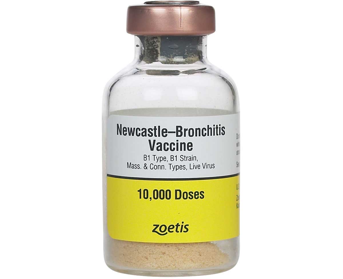 Newcastle Bronchitis B1, Mass. & Conn. 10,000 dose main image