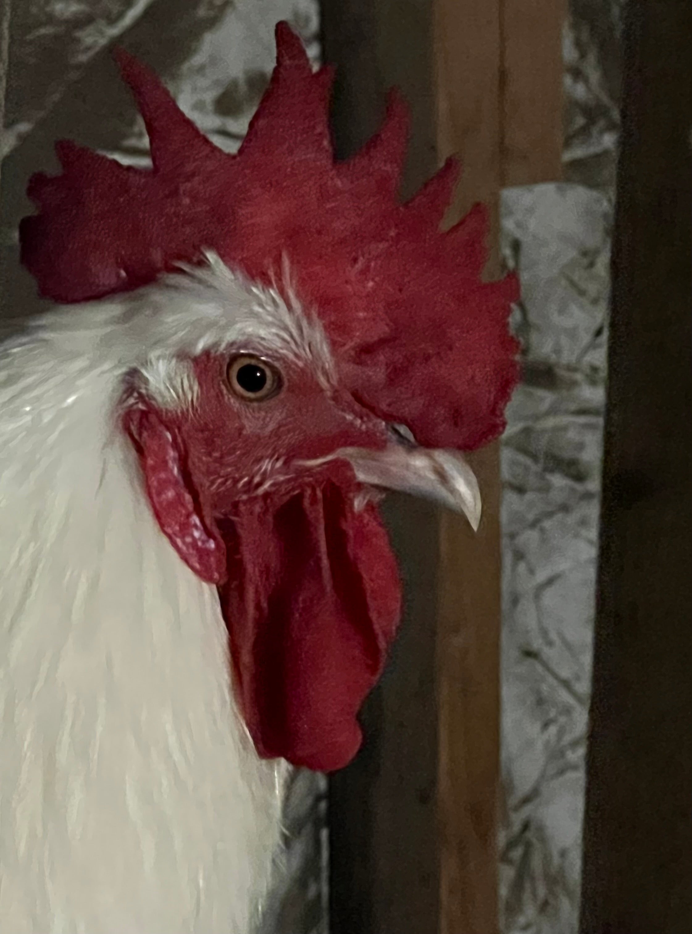 North Star Farms - White American Bresse – North Star Line- "JENN'S GEMS" Group