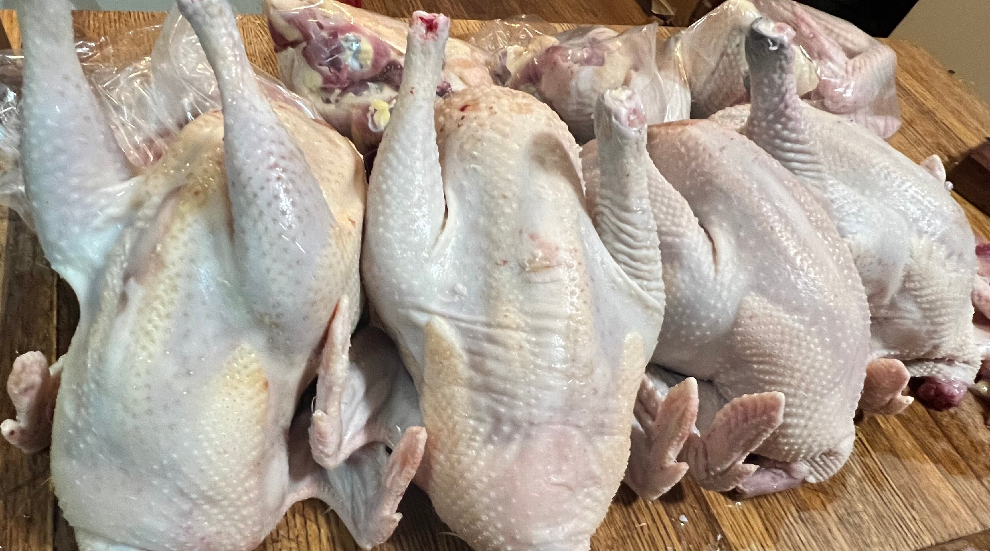 North Star Farms - White American Bresse – North Star Line- "JENN'S GEMS" Group