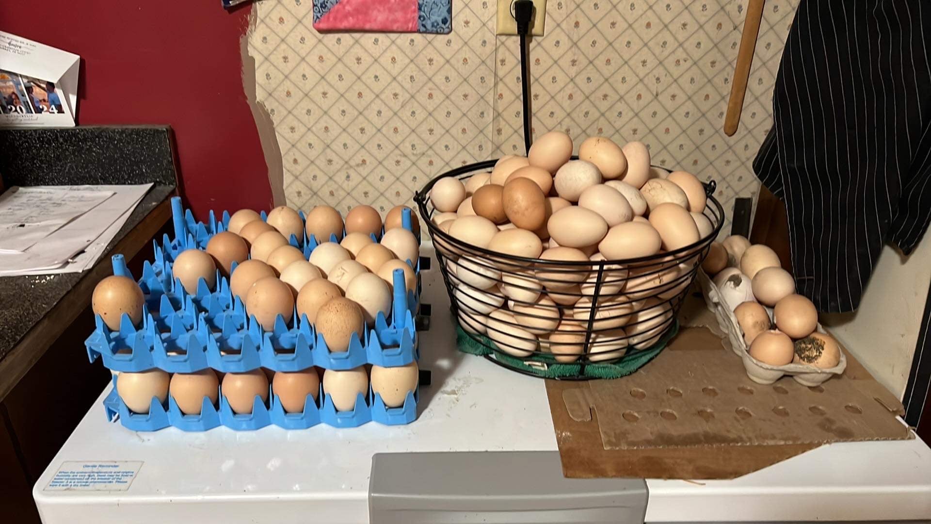 North Star Farms - White American Bresse – North Star Line- "JENN'S GEMS" Group