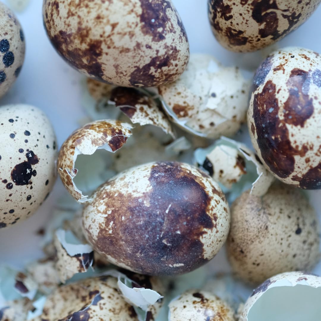 Quail PlantShellz - The Natural Nourishment for Your House Plants main image