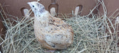 Jumbo Italian Quail Hatching Eggs side view
