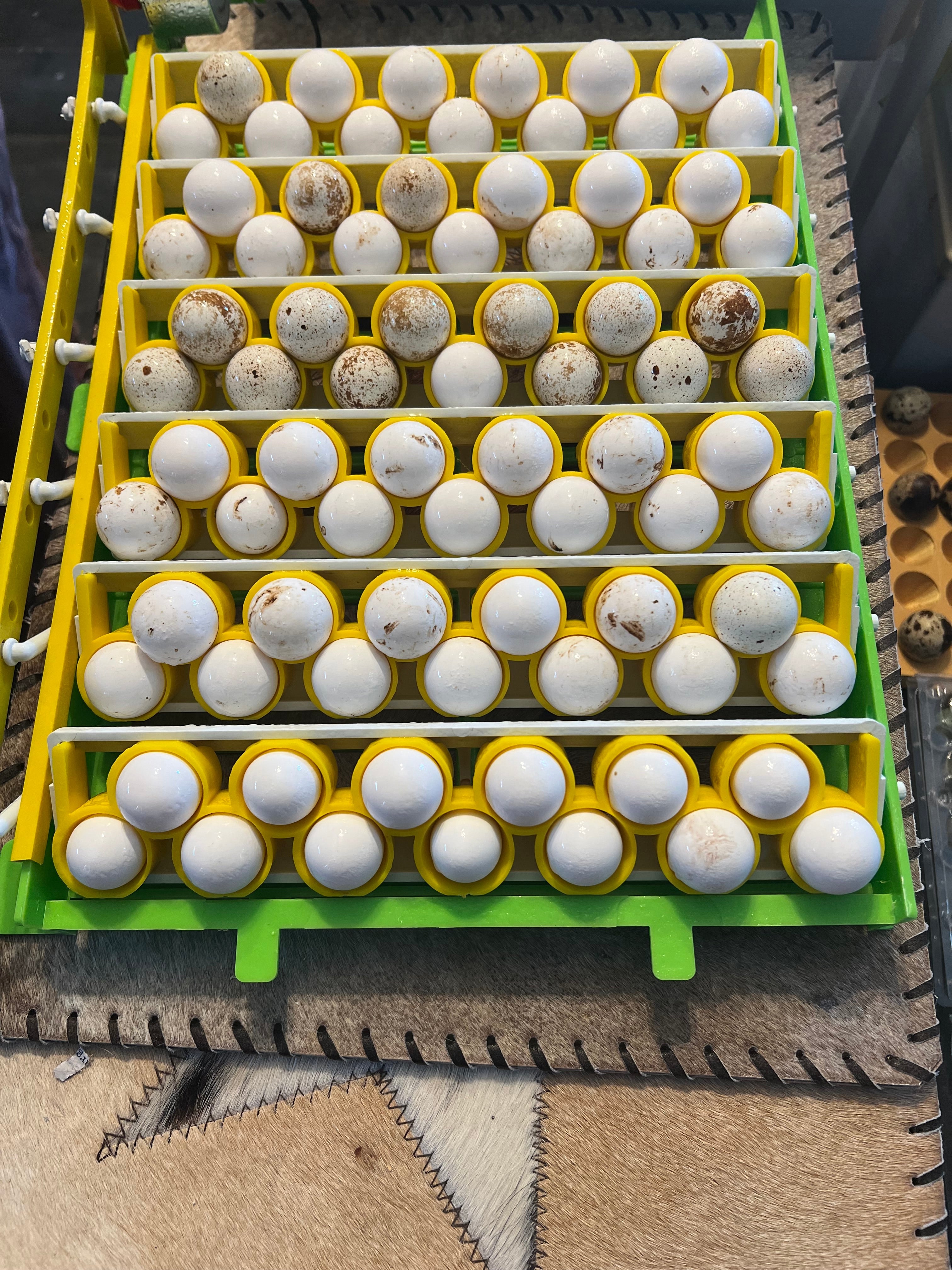 Georgia Giant Quail Hatching Eggs
