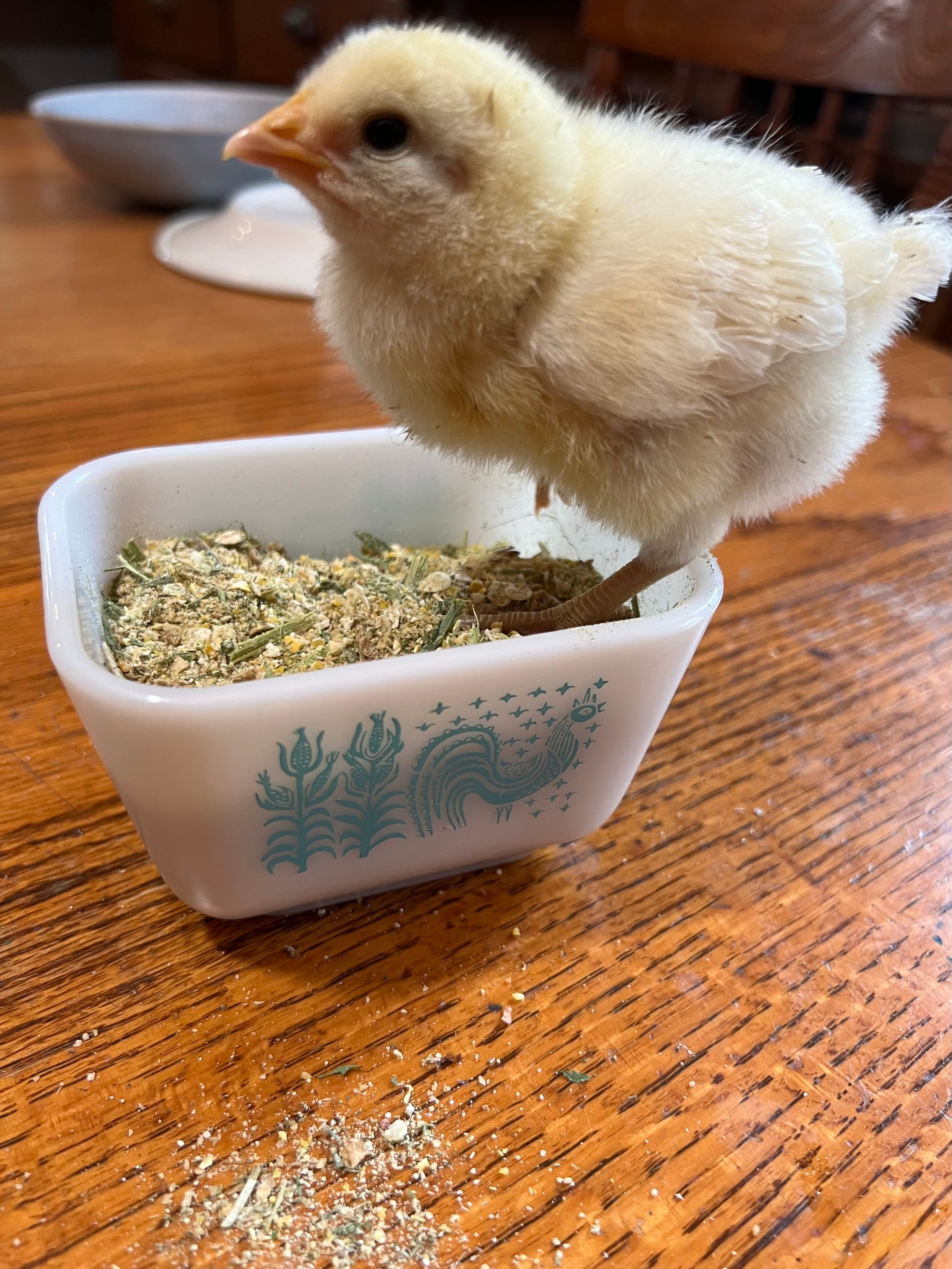 North Star Farms North Star Gauloise - The New AMERICAN BRESSE - 10 Count Box of "Abigail's Crystal Foot" Group