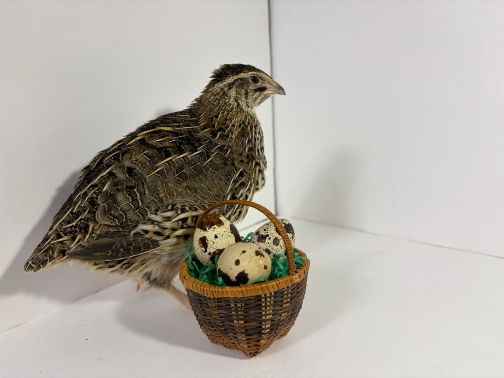 Fertile Quail Eggs — Choose Your Variety (packs of 6)