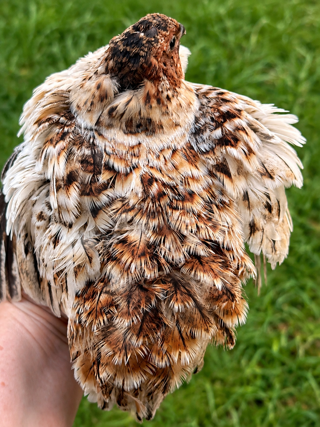 Hen's Choice Jumbo Coturnix Hatching Eggs