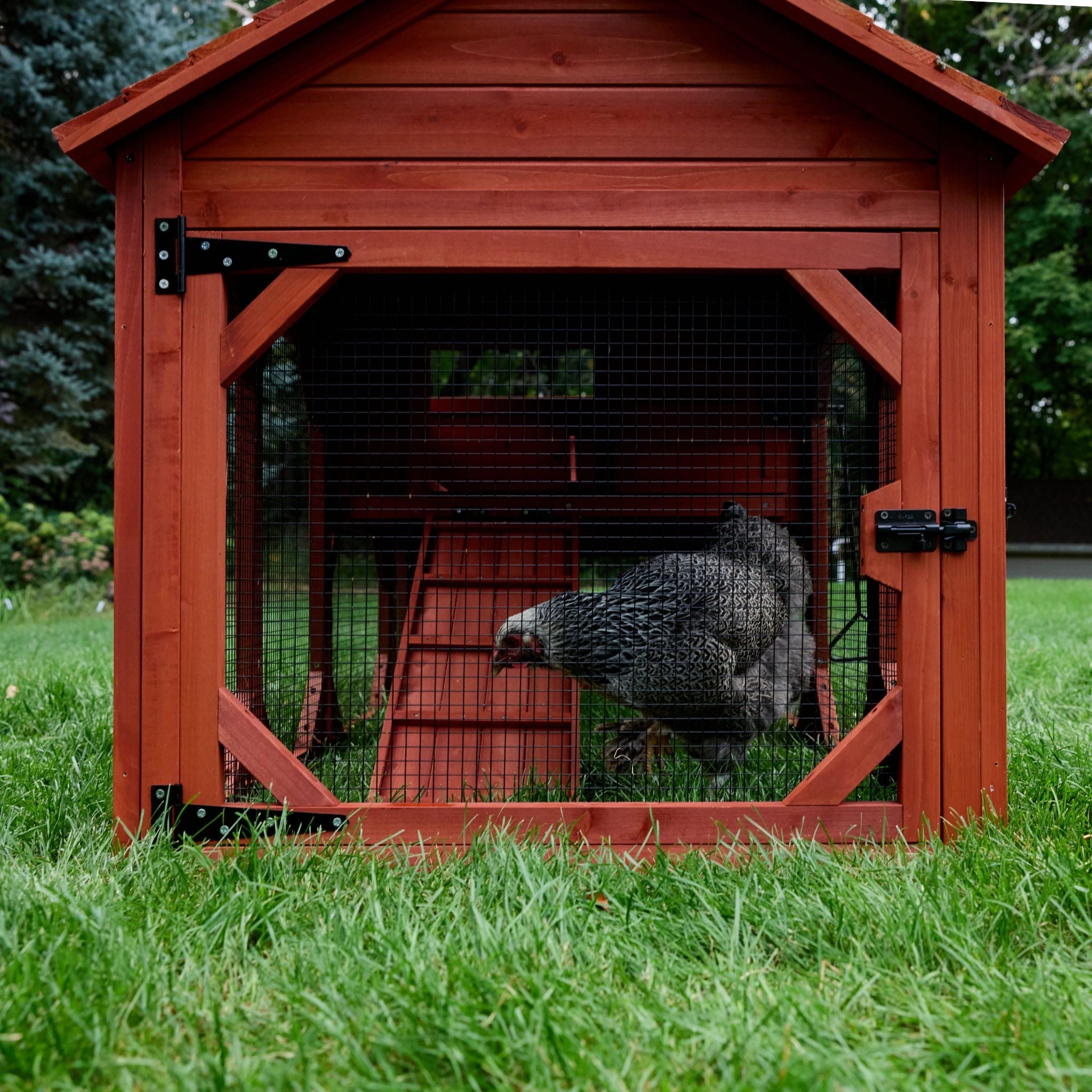 Chicken Coop Kit for 4 Chickens | Leghorn Cottage Chicken Coop