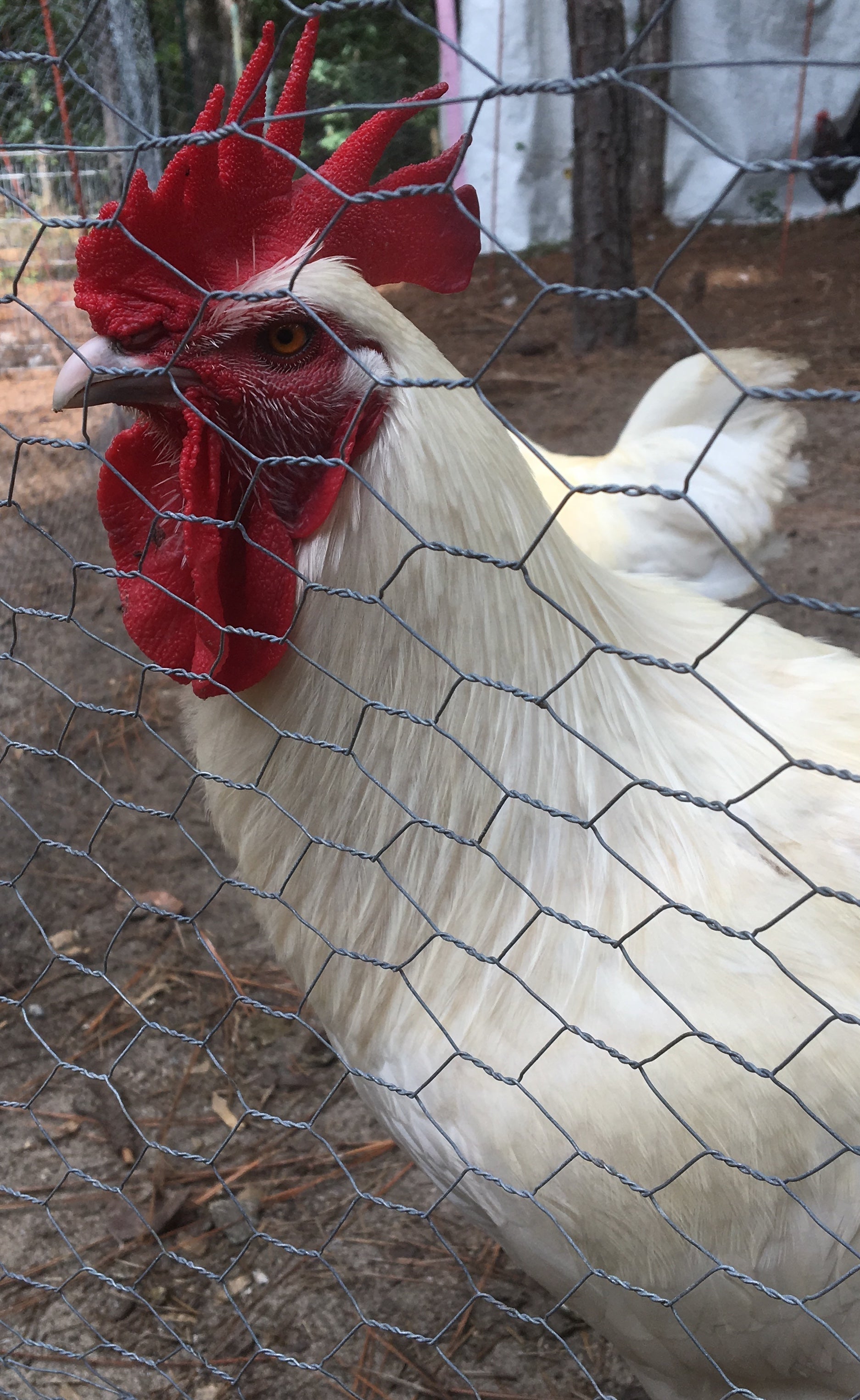 North Star Farms - White American Bresse – North Star Line- "JENN'S GEMS" Group