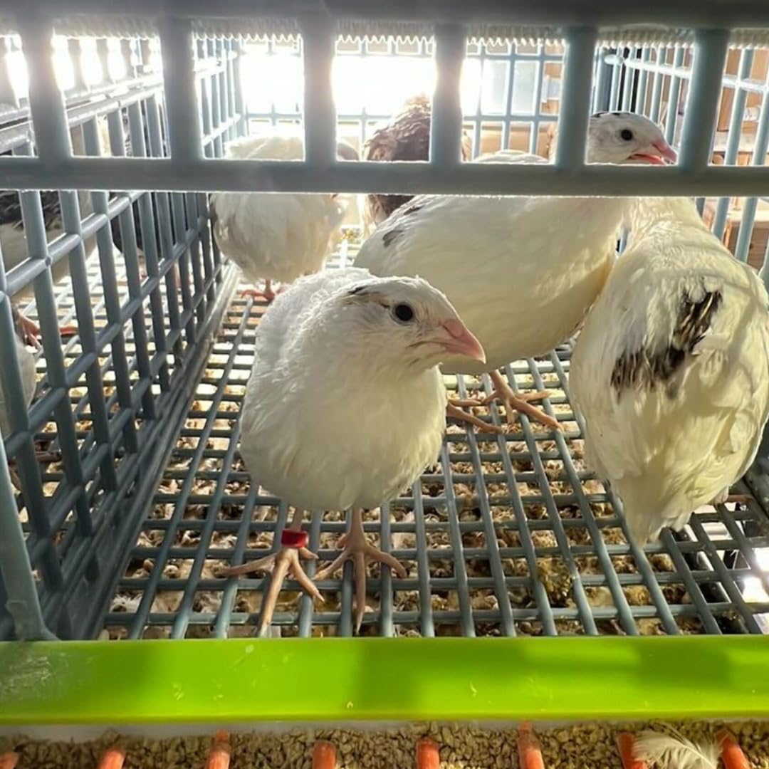 Jumbo White Coturnix Hatching Eggs - Premium Quail Eggs for Hatching - Perfect for Homesteaders, Breeders, Hobbyists - Freshly Collected for High Hatch Rates